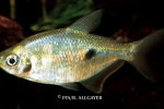 Rhoadsia altipinnis - 
